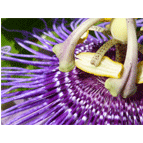 Thumbnail version of flora1.gif