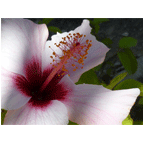 Thumbnail version of flora2.gif