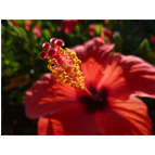 Thumbnail version of flora5.gif